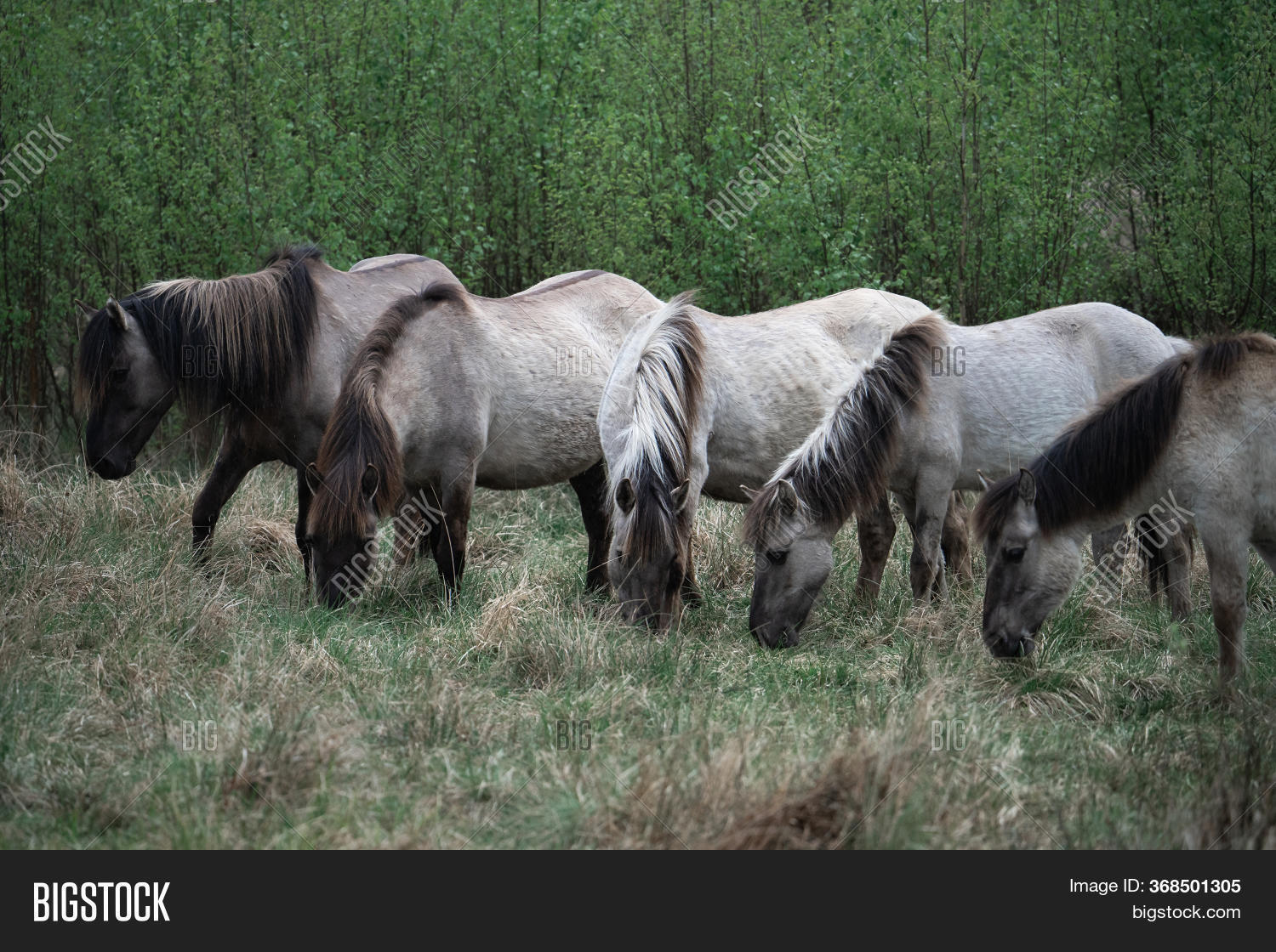 Group Wild Horses On Image & Photo (Free Trial) Bigstock