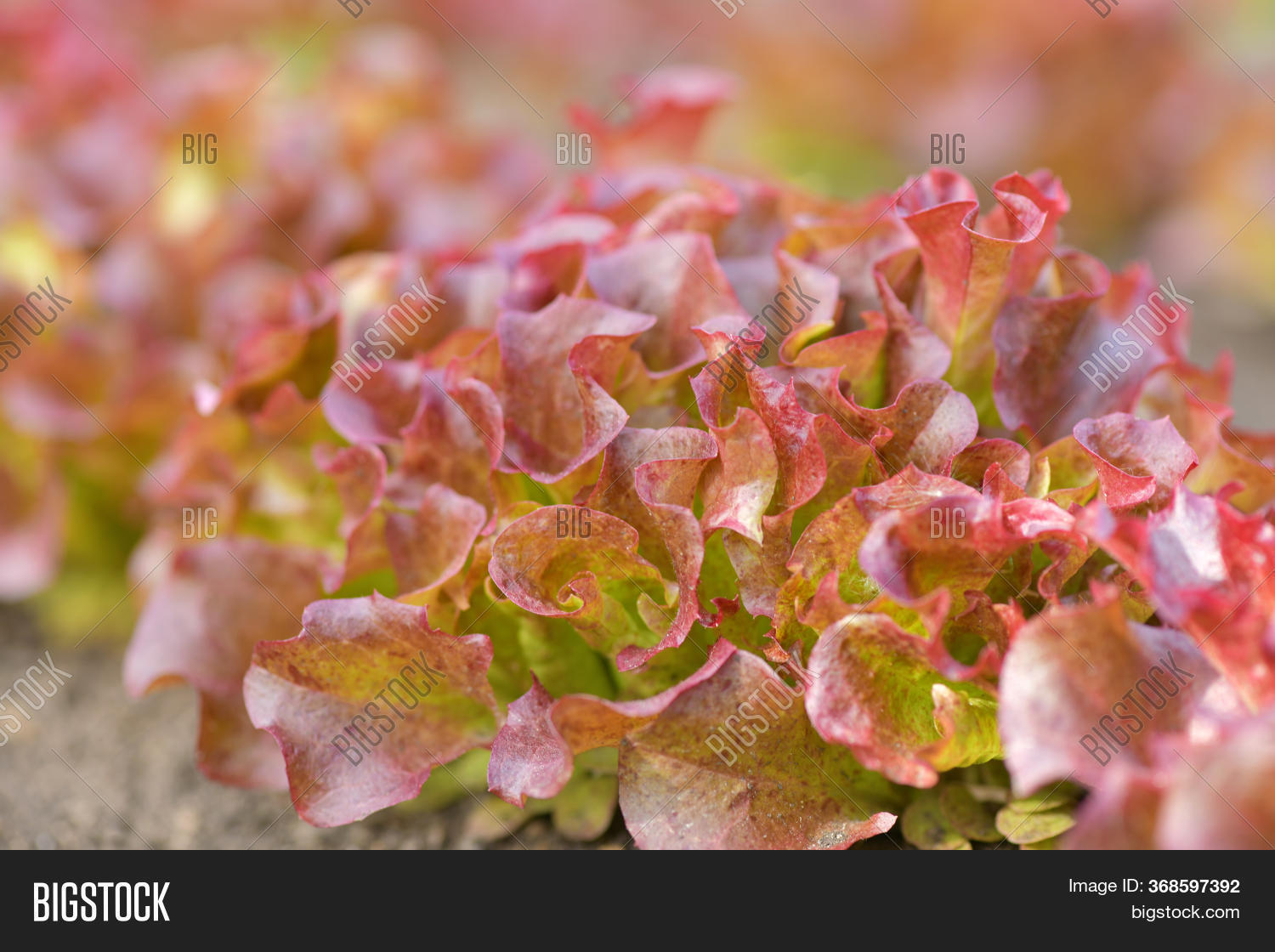 Brown Lettuce Leaves Image & Photo (Free Trial) Bigstock