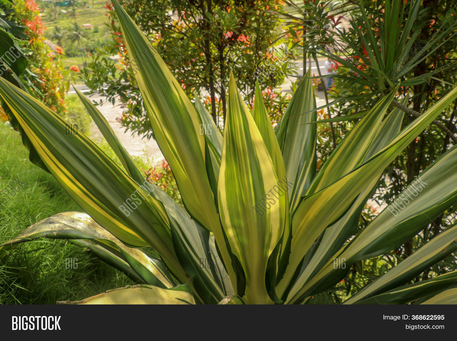 Yellow Green Leaves Image & Photo (Free Trial) Bigstock