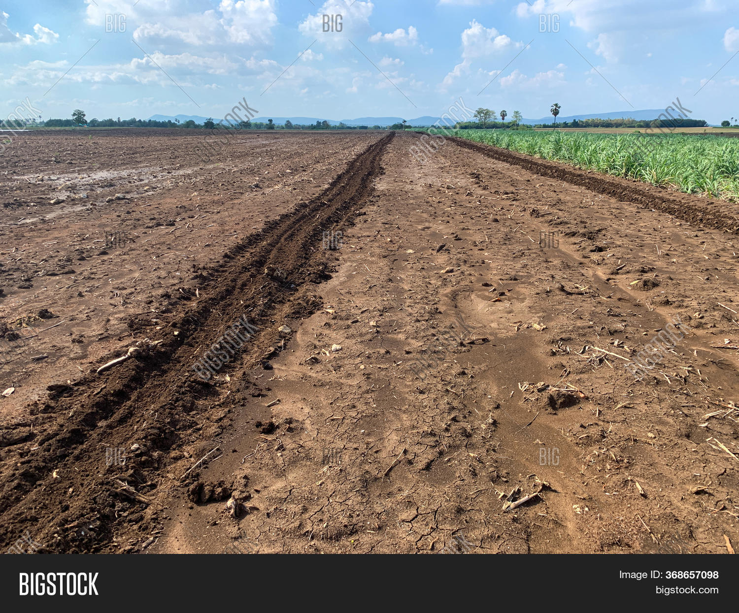 Land Planting Millet Image & Photo (Free Trial) Bigstock