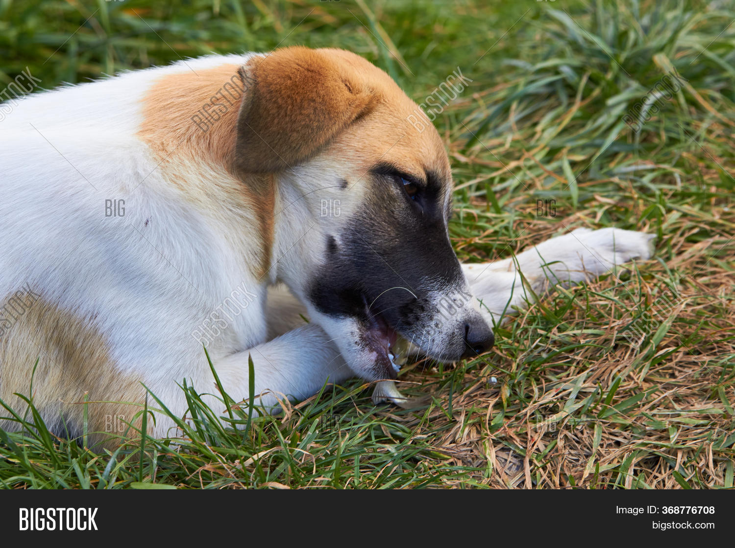 Dog Eating Fish, Young Image & Photo (Free Trial) Bigstock