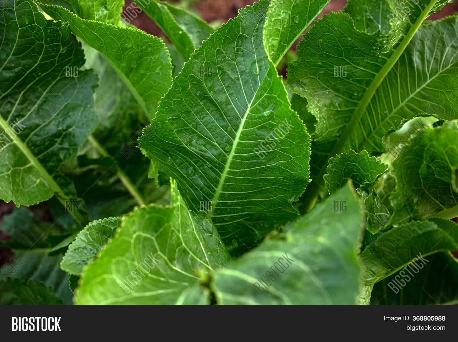 Green Horseradish Image & Photo (Free Trial) Bigstock