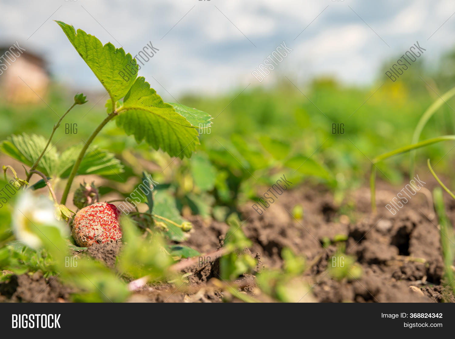 Strawberries Ripening Image & Photo (Free Trial) Bigstock