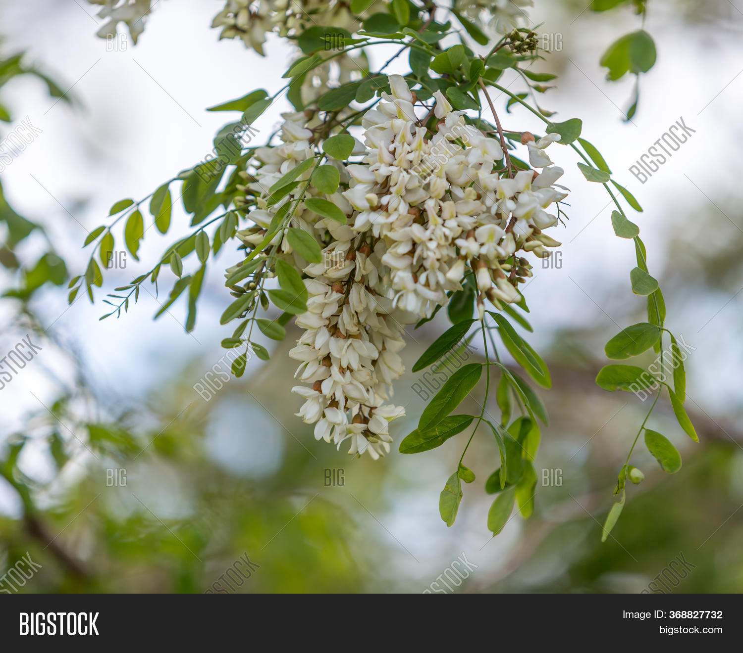 Acacia Bloom, Acacia Image & Photo (Free Trial) Bigstock