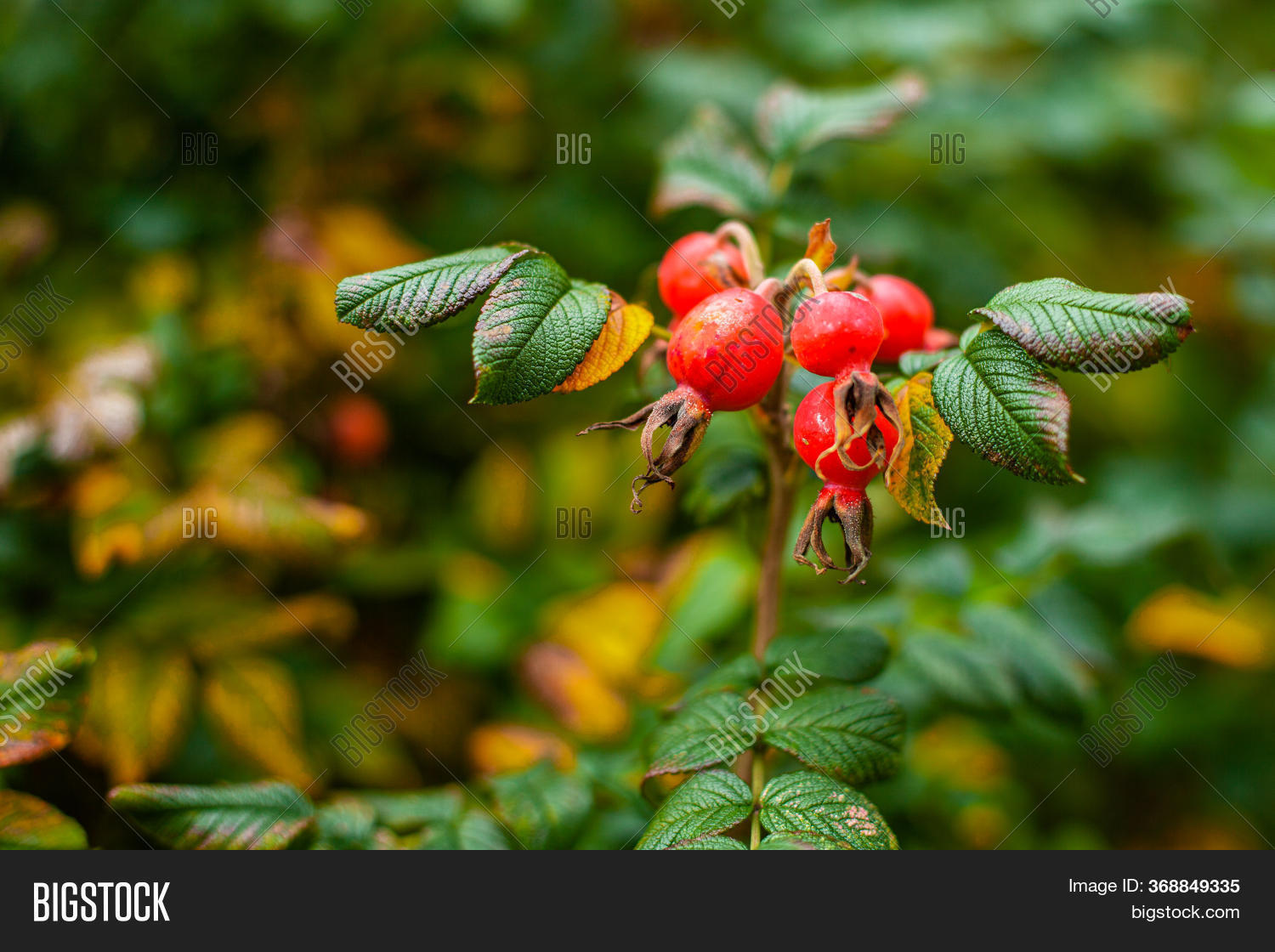 Rosehip Berries On Image & Photo (Free Trial) Bigstock