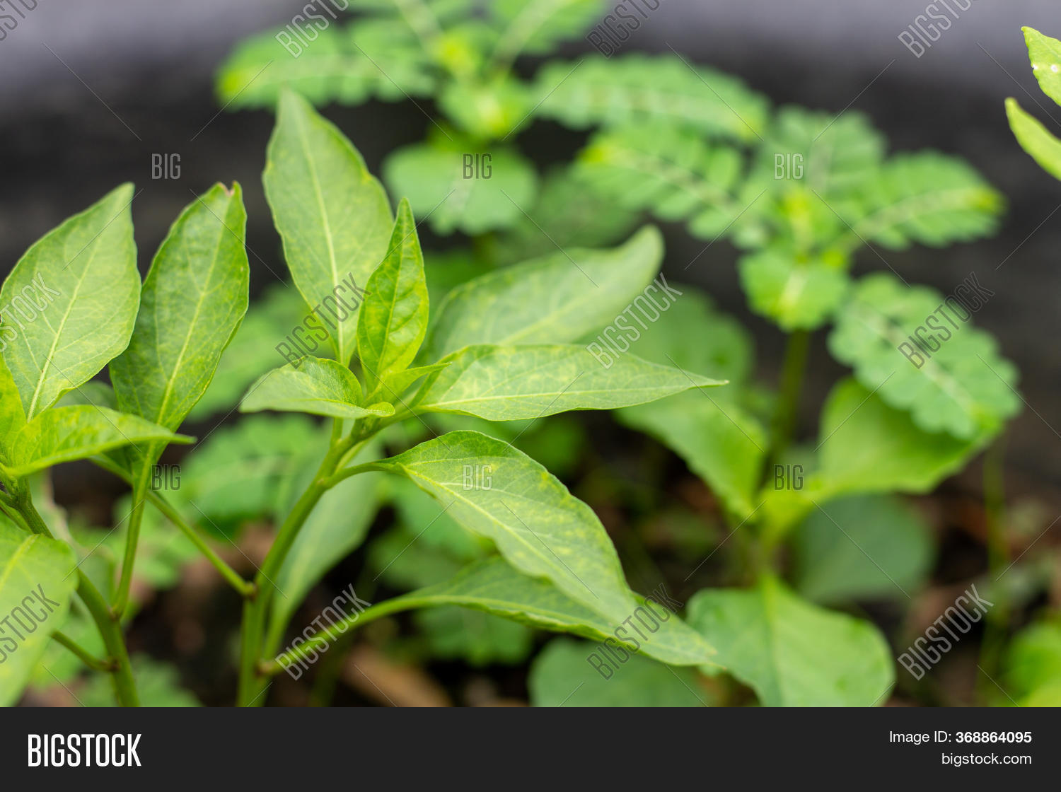 Green Chilli Leaf Image & Photo (Free Trial) Bigstock