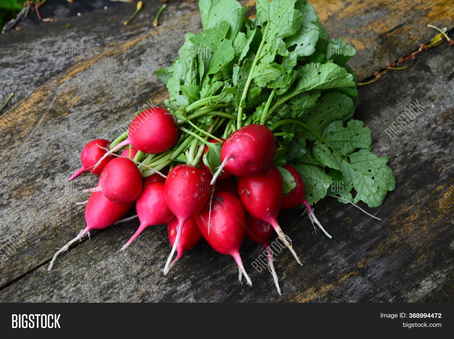 Radishes Harvest Image & Photo (Free Trial) Bigstock