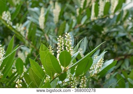 Twig Of A Cherry Laurel, Prunus Laurocerasus, With Shiny Green Leaves And White Inflorescence