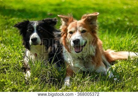 Two Border Collies Layin In The Meadow