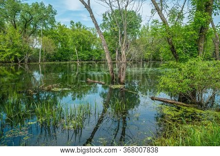 A Beautiful Reflection Of The Woodlands In The Wetland Of The Trempealeau Wildlife Refuge With Turtl