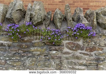 A Close Up View Of Small Purple Flowers Growing On The Top Of A Old Stone Wall