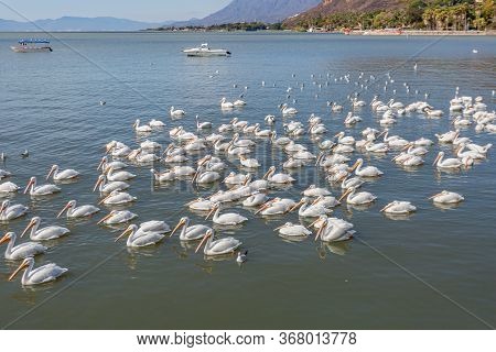 Group Of White Pelicans And Seagulls On The Calm Waters Of Lake Chapala With Motorboats And The Coas