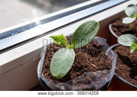 Cucumber Seedlings On A Window Sill On A Balkon. Close Up