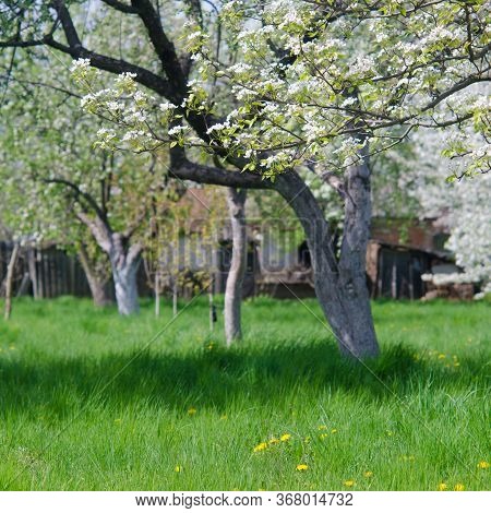 Beautiful Blooming Of Fruit Trees Over Blue Sky In Colorful Vivi