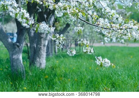 Beautiful Blooming Of Fruit Trees Over Blue Sky In Colorful Vivi