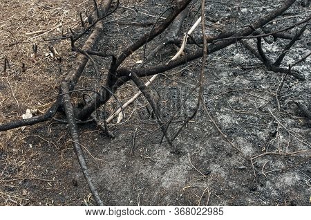 Pile Of Burnt Branches, A Tree After A Forest Fire. Consequence Of The Forest Fire.the Result Of Hum