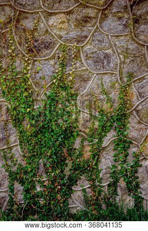 Old Stone Wall With Ivy. Natural Background.