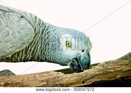 African Gray Parrot Isolated On White Background