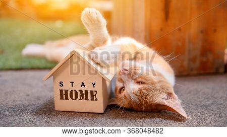 Cat With Wooden House. Self-quarantine And Stay Home During Covid-19. Lovely Pet In The Garden With 