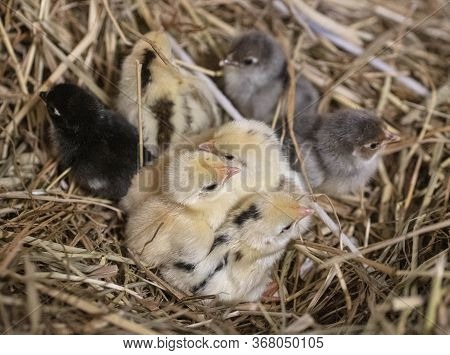 Group Of Serama Chicks In Their Nest