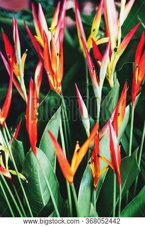 Bright Red And Yellow Heliconia Golden Torch Flowers Or Heliconia Psittacorum Or Parrots Flower. Blu