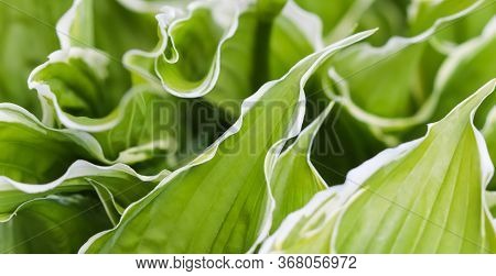 Natural Background. Hosta (funkia, Plantain Lilies) In The Garden. Green Leaves With White Border