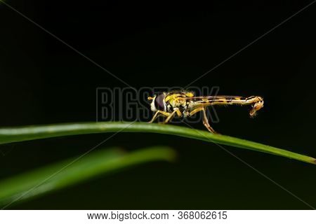 A Male Long Hoverfly (sphaerophoria Scripta, Syrphidae) Resting On A Green Leaf (vienna, Austria