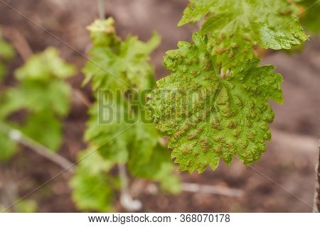 Painful Leaves Of Anthracnose Grapes Spring Photo