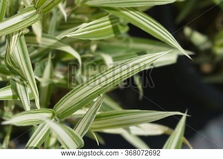 Dwarf White-striped Bamboo - Latin Name - Pleioblastus Variegatus