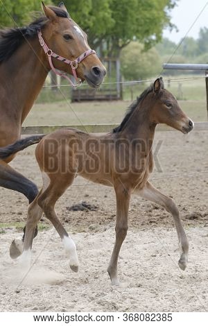 Little Brown Foal, Trosts Next To The Mother, One Week Old, During The Day With A Countryside Landsc