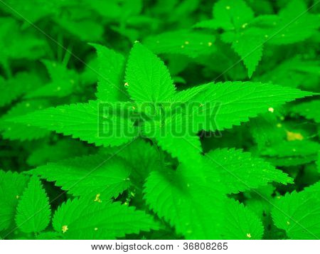 雑木林