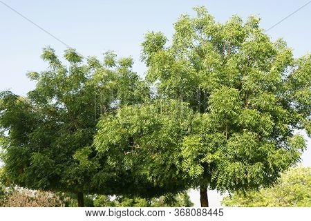 Azadirachta Indica, Commonly Known As Neem, Nimtree Or Indian Lilac