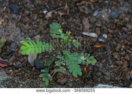 Biophytum Sensitivum, Also Known As Little Tree Plant, Is A Species Of Plant In The Genus Biophytum 