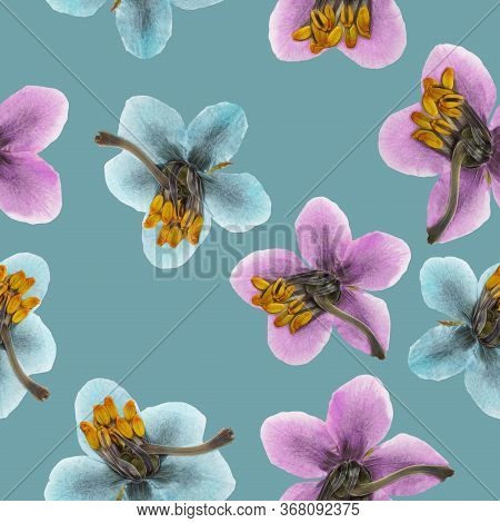 Pyrola. Illustration, Texture Of Flowers. Seamless Pattern For Continuous Replication. Floral Backgr