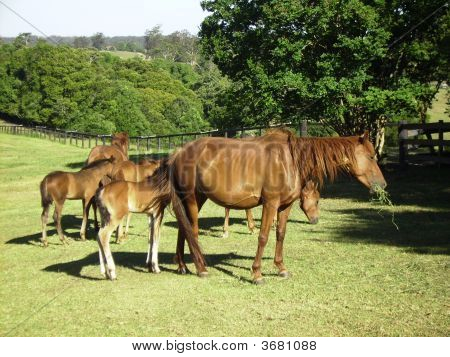 Brumbies, Stuten und ihre Fohlen bei Mountainthyme Heiligtum, Bellingen, Nsw, österr.