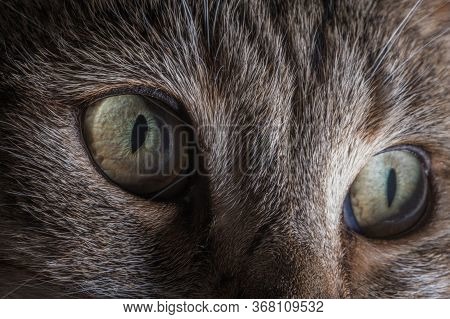 Domesticated Animals Theme. House Cat Eyes Detailed Close Up Macro Photo. The Cat Felis Catus Is A D