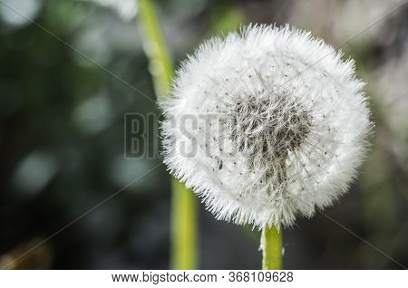 Dandelion Flower Head Composed Of Numerous Small Florets. Dandelion Macro Close Up
