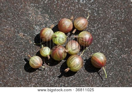 Angrešt