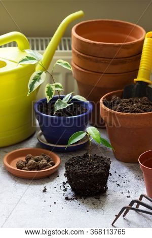 Transplanting Ficus Benjamin Into Large Pots. Tools And Plants On The Background Of The Room.