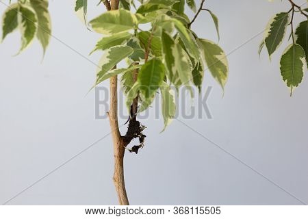 Houseplant Ficus Tree And Offshoot With Root After Being In Bag With Moss To Separate Branch From Th