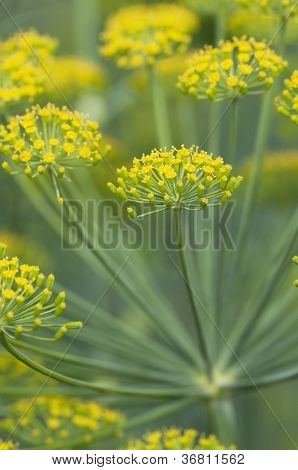 Fiori di aneto
