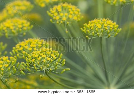 Fiori di aneto