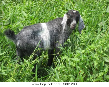 Chivo pequeño