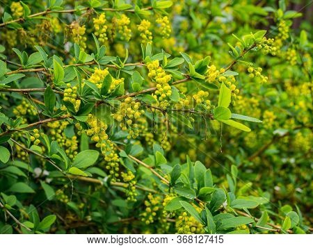 Berberis Ilicifolia. Branch Of A Blossoming Barberry. Yellow Flowers (barberries) On Bush.