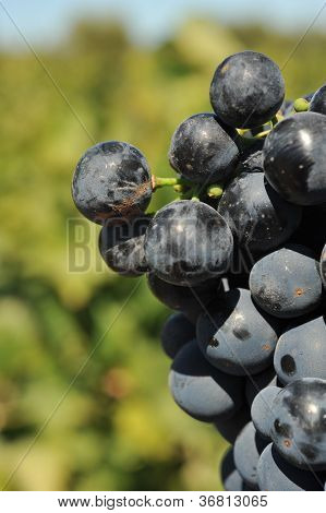 Vin druer stigende på vinstokken