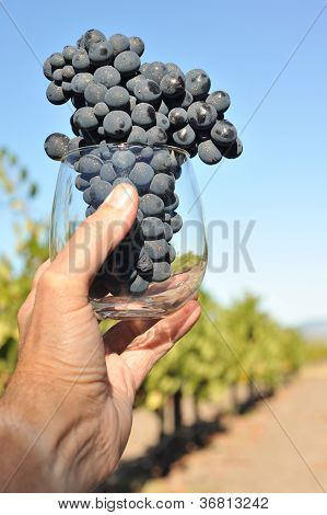 Hånd holder vin glas med druer