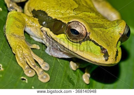 New Granada Cross-banded Tree Frog, Smilisca Phaeota, Tropical Rainforest, Corcovado National Park, 