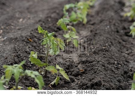 Young Tomato Sprouts Are Planted In The Ground In A Greenhouse In Spring. A Drip Irrigation Pipe Has