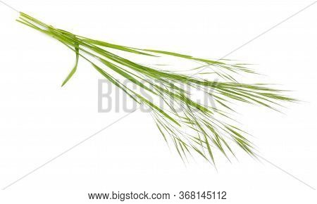 Bromus Tectorum, Known As Drooping Brome Or Cheatgrass. Isolated
