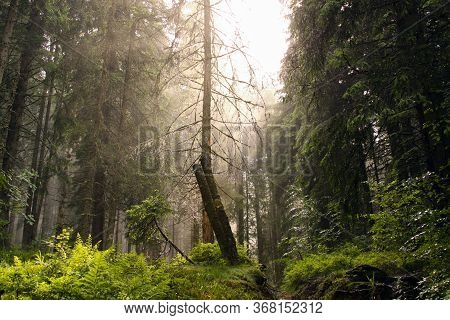 Pine Tree Forest In Apuseni Mountains Romania